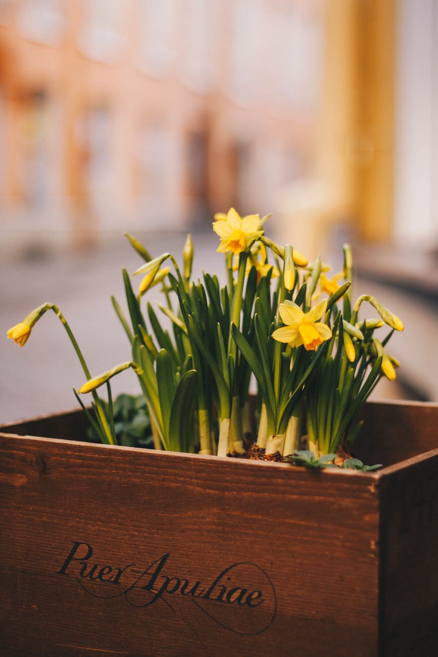 daffodils in box